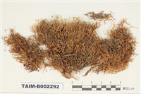 藏品(青苔科)的圖片